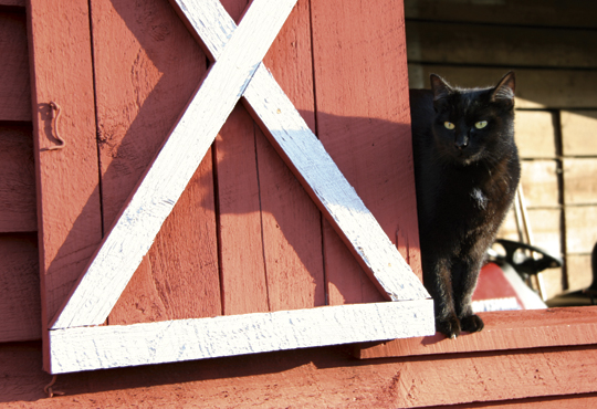 bed-and-breakfast cat