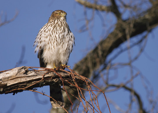 juvenile Coopers hawk