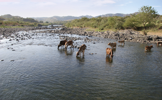 cattle in Honduran river