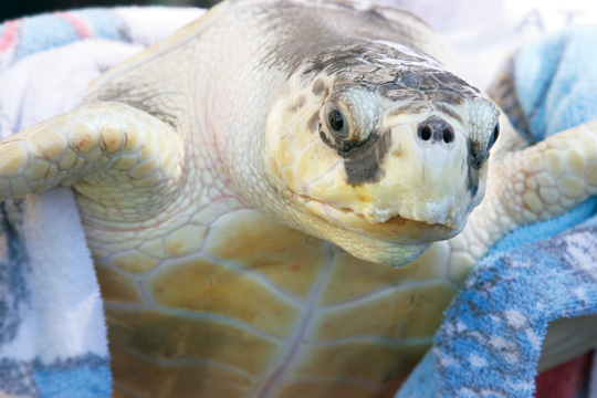 rehabilitated sea turtle